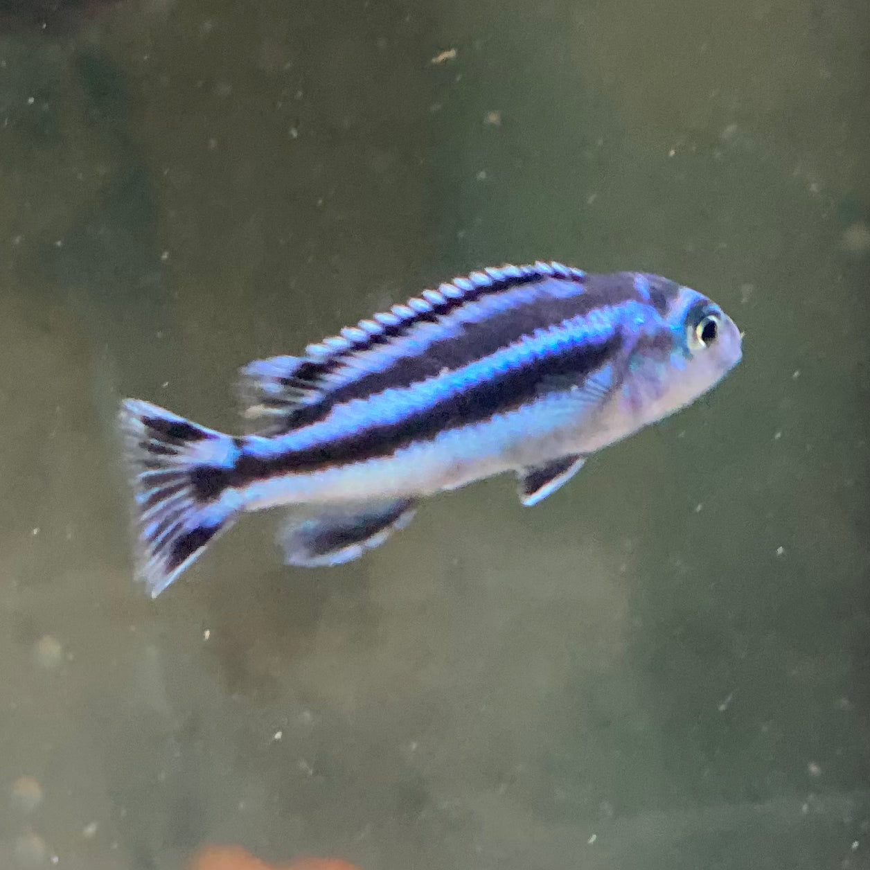 Electric Blue Maingano