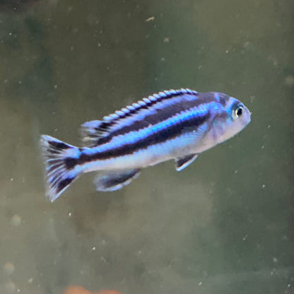 Electric Blue Maingano