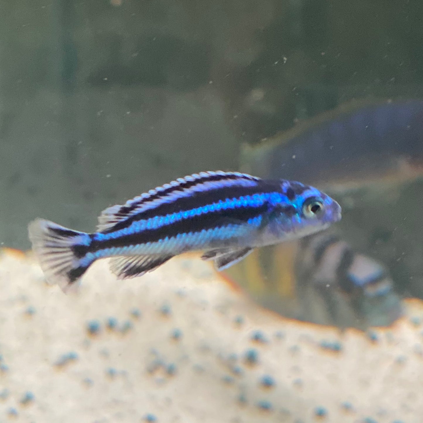 Electric Blue Maingano