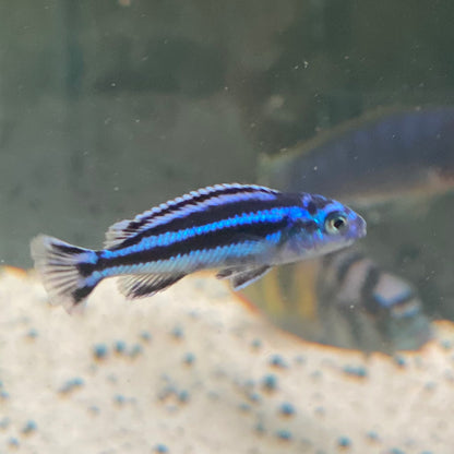 Electric Blue Maingano