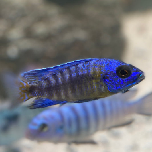 Peacock Blue Neon Usisya