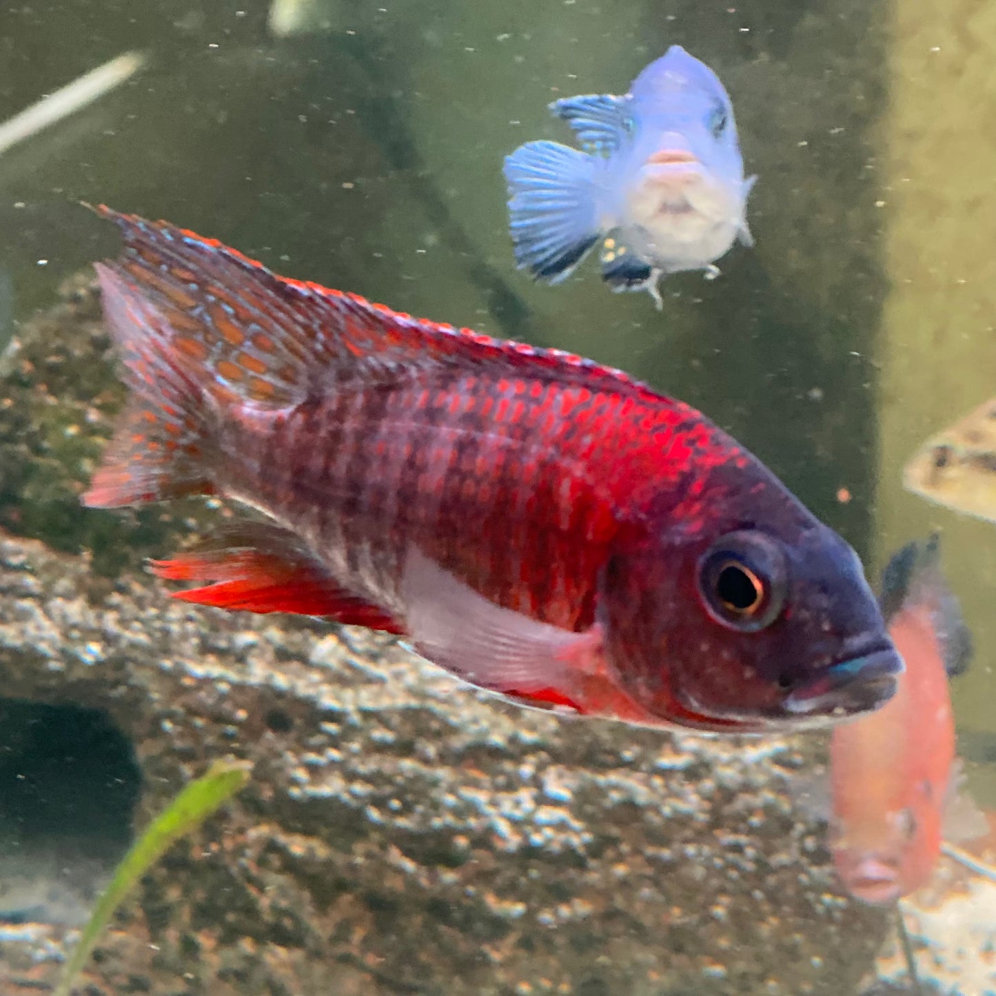 Ruby Red Peacock Cichlid