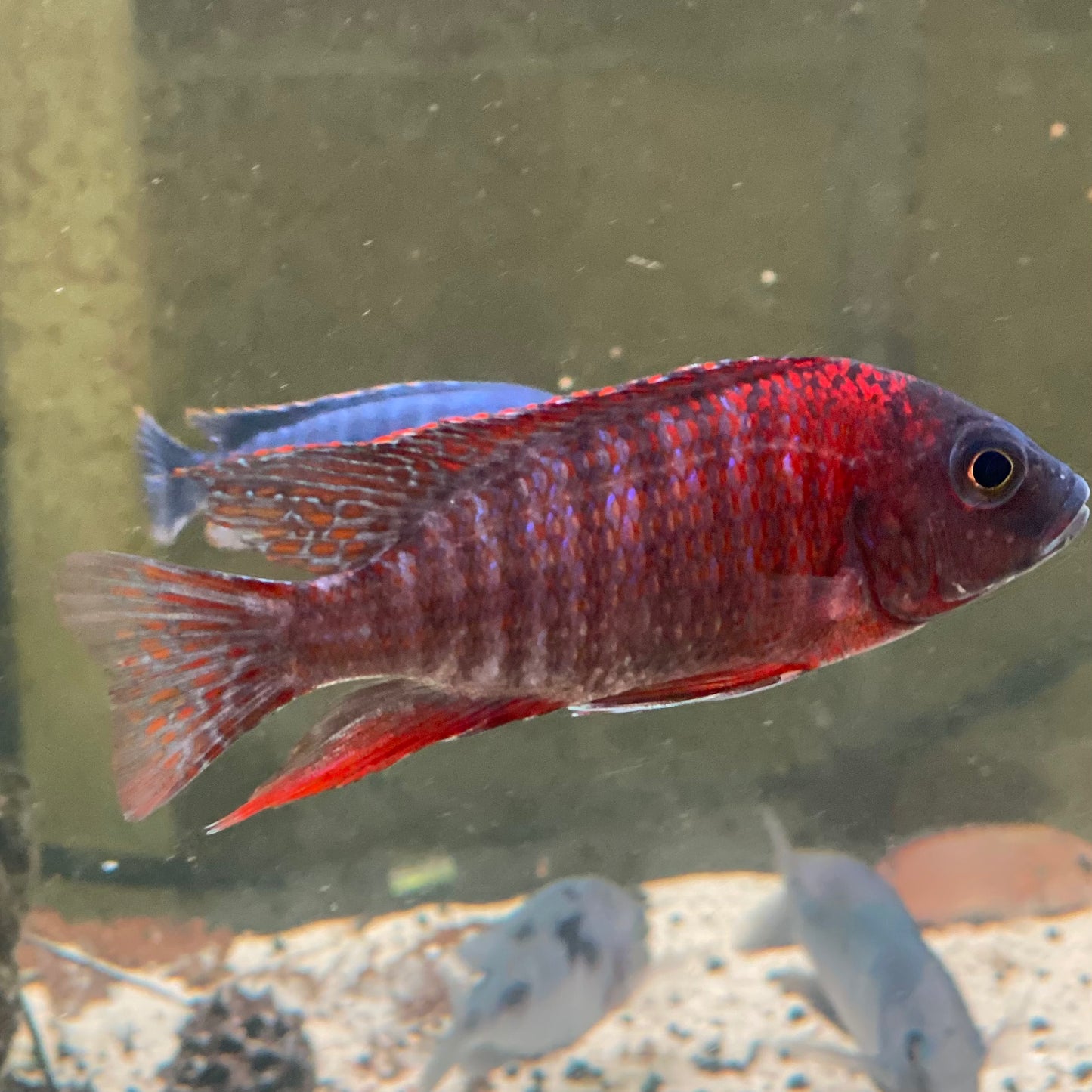 Ruby Red Peacock Cichlid