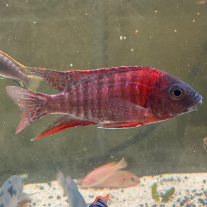 Ruby Red Peacock Cichlid