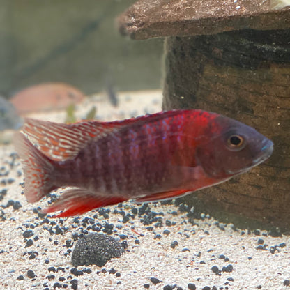 Ruby Red Peacock Cichlid
