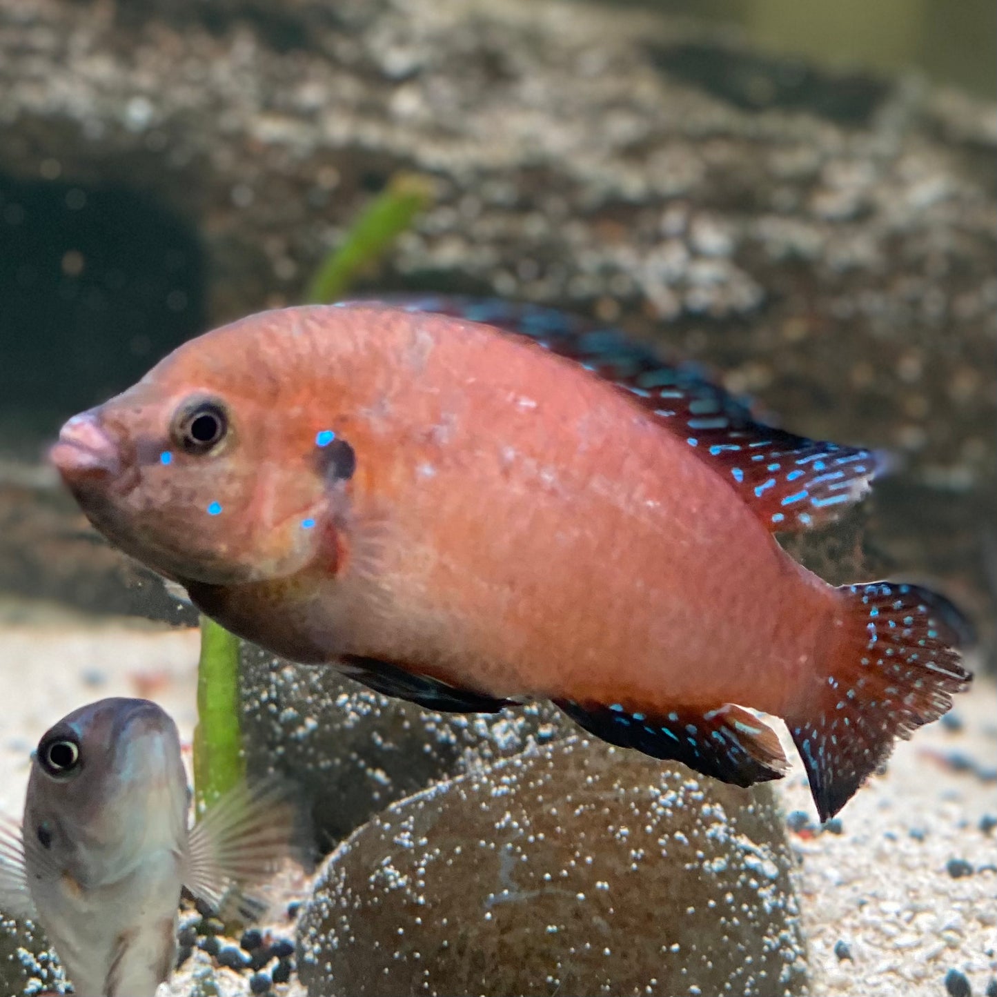 Turkana Jewel Cichlid - Hemichromis Exsul