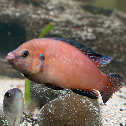 Turkana Jewel Cichlid - Hemichromis Exsul