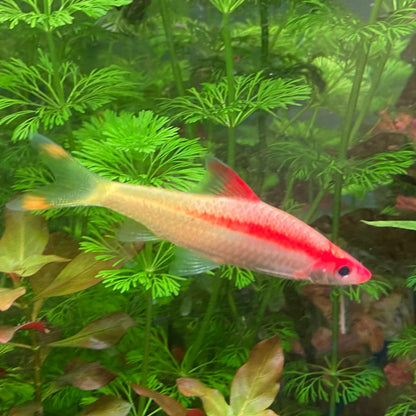 Red Striped Torpedo Gold Barb Grade A - Roseline Shark - Sahyadria Denisoni var