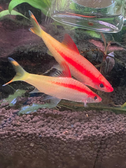 Red Striped Torpedo Gold Barb Grade A - Roseline Shark - Sahyadria Denisoni var