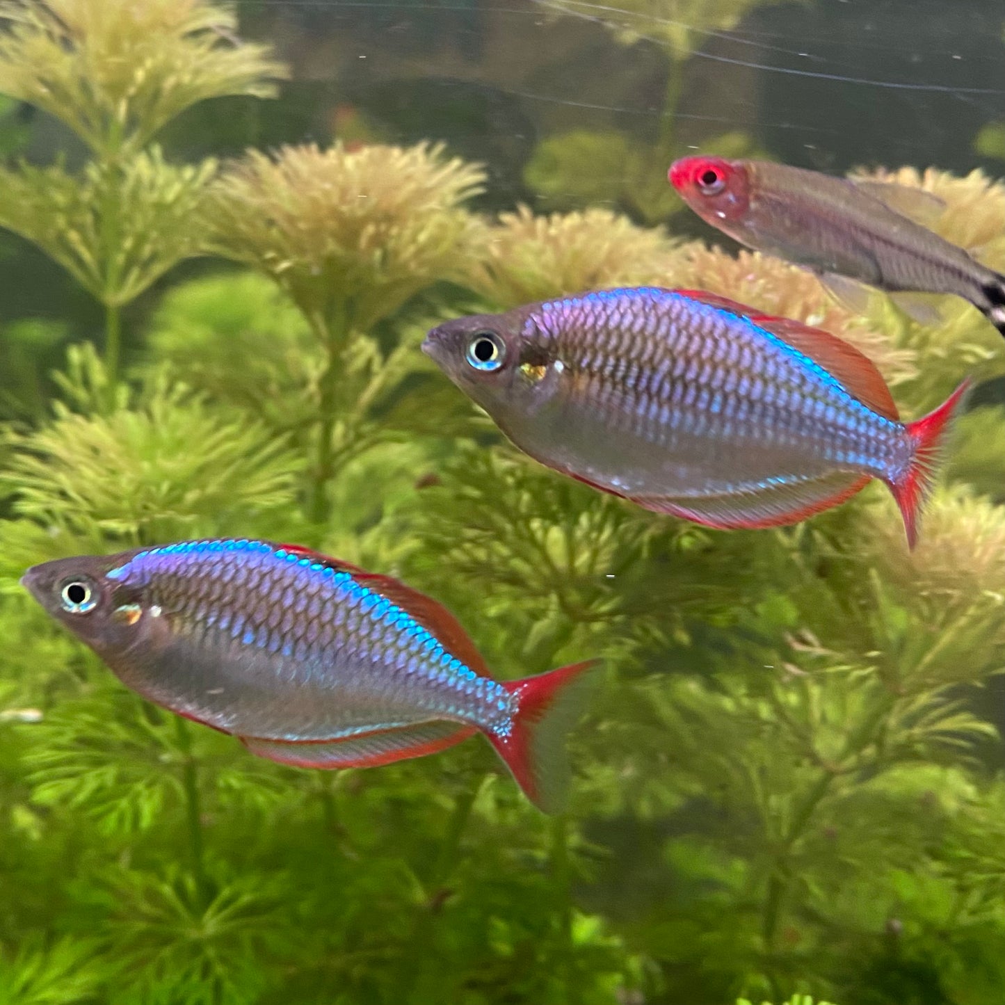 Neon Dwarf Rainbow - Melanotaenia Praecox