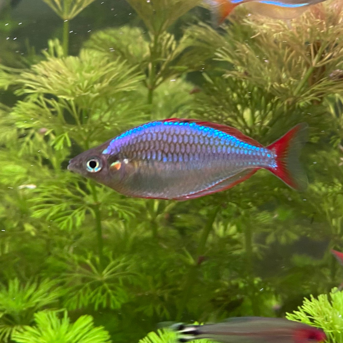 Neon Dwarf Rainbow - Melanotaenia Praecox