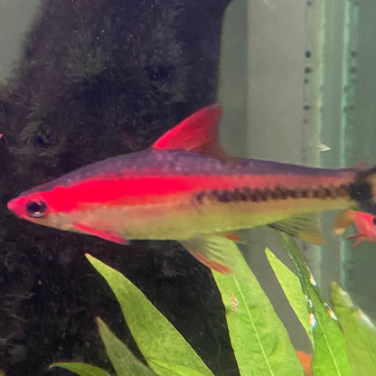 Red Striped Torpedo Gold Barb Grade A - Roseline Shark - Sahyadria Denisoni var