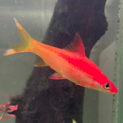Red Striped Torpedo Gold Barb Grade A - Roseline Shark - Sahyadria Denisoni var