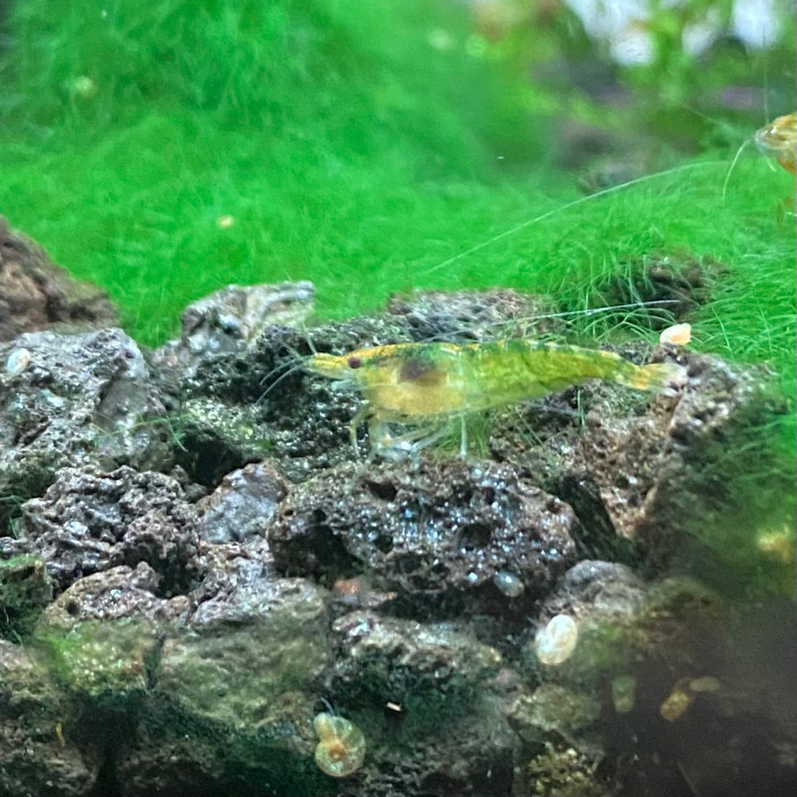 Green Fire Shrimp