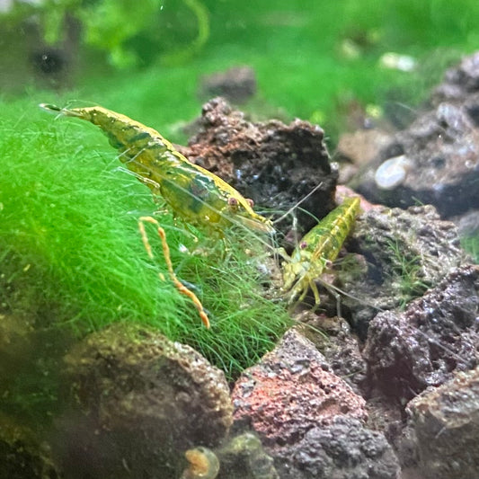 Green Fire Shrimp