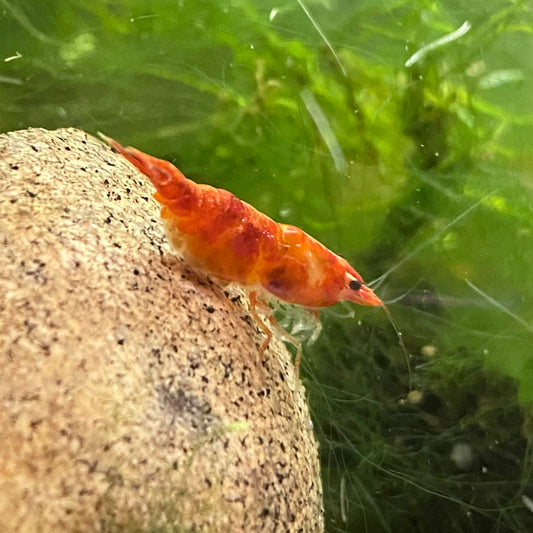 Pumkin Orange Shrimp - Neocaridina Davidi