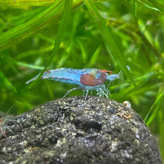 Assorted Neocaridina Shrimp