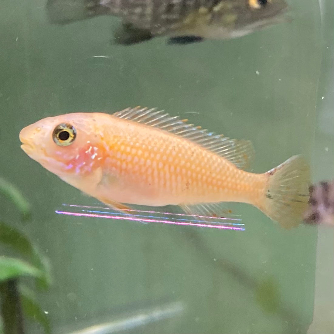 Labeotropheus Trewavasae Red