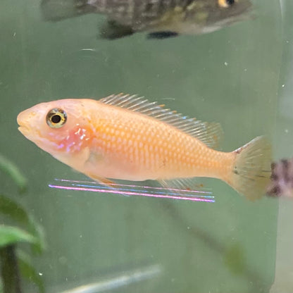 Labeotropheus Trewavasae Red