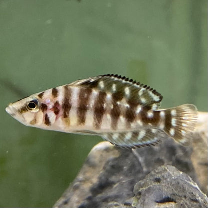 Pearly Black Zaire- Altolamprologus Calvus