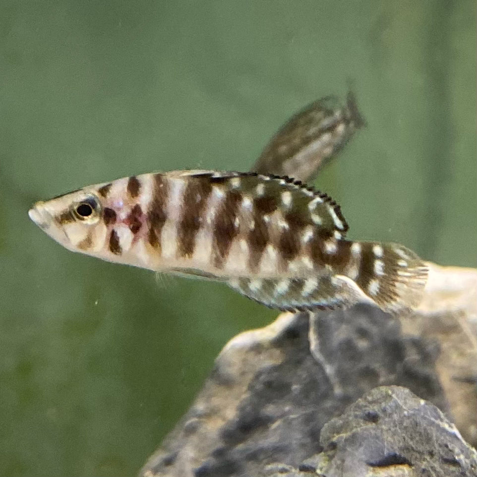 Pearly Black Zaire- Altolamprologus Calvus