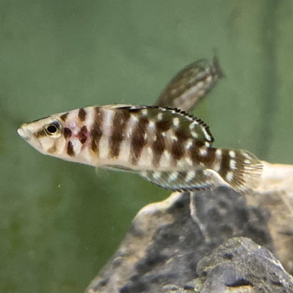 Pearly Black Zaire- Altolamprologus Calvus