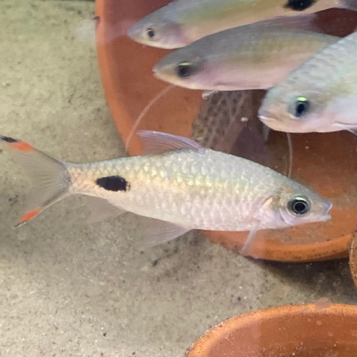 Mahecola Barb - Barbus Mahecola