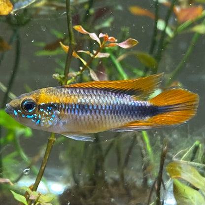 Blue Agassizii Apistogramma - Apistogramma Agassizii var.
