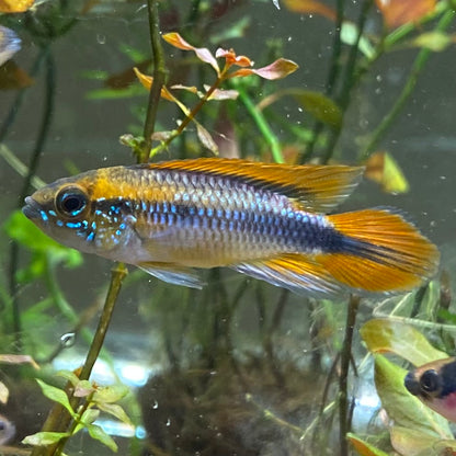 Blue Agassizii Apistogramma - Apistogramma Agassizii var.