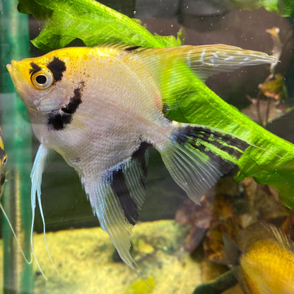 Tri Colour Koi Angelfish - Pterophyllum Scalare