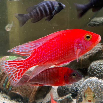 Pink Peacock Cichlid - Aulonocara sp.