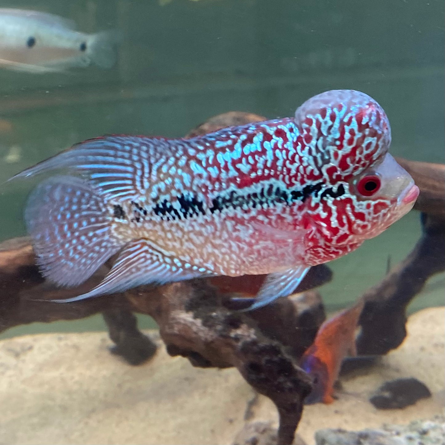 Flowerhorn Cichlid Grade AA