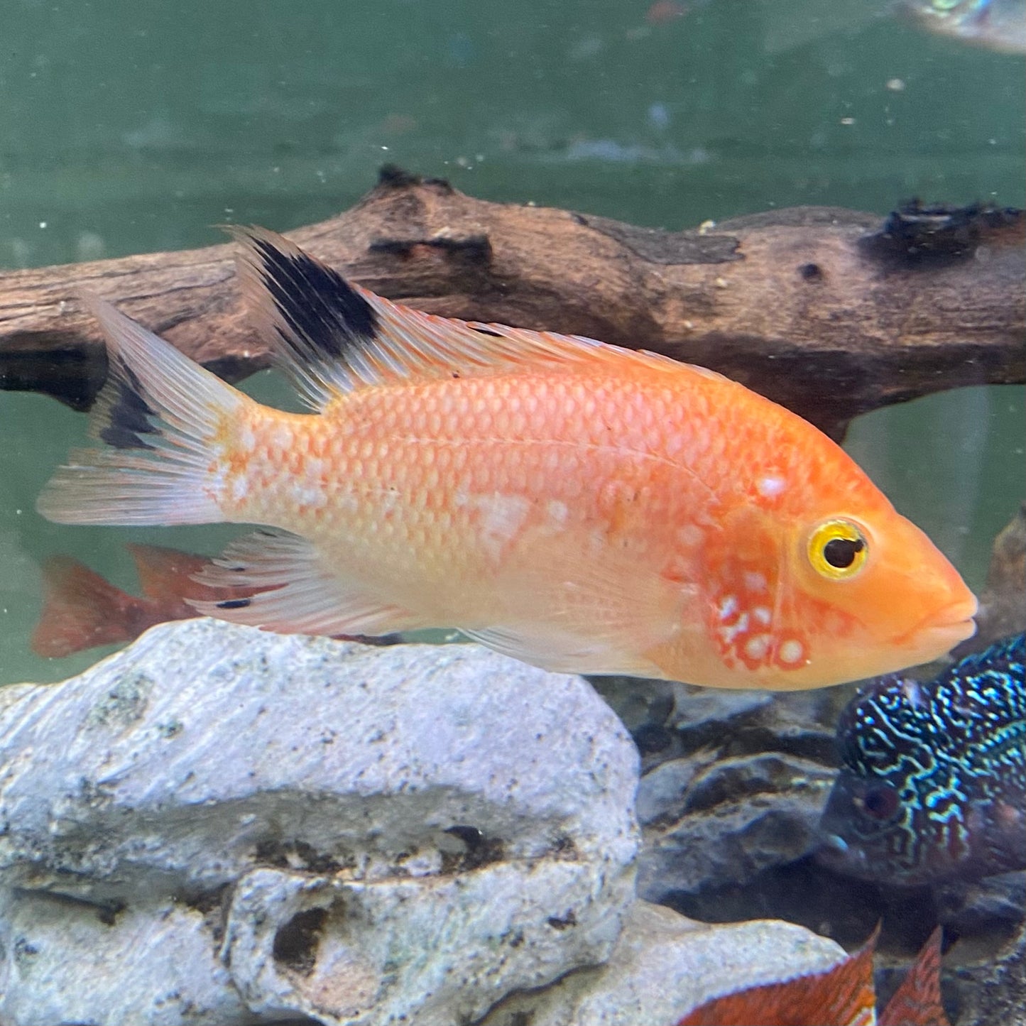 Red Texas Cichlid - Grade A (Peeling Skin) *Pre-order Only*