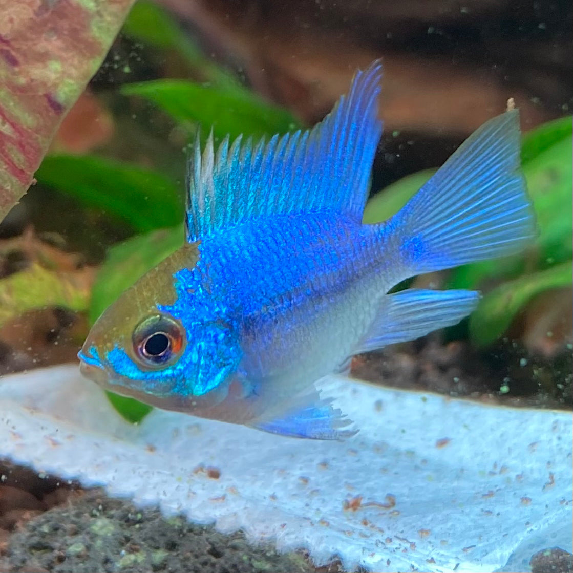 Electric Blue Balloon Ram - Microgeophagus Ramirezi var.