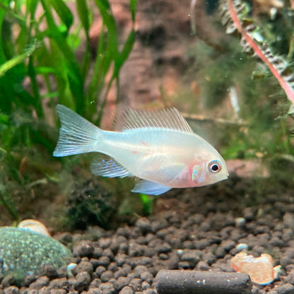 Gold German Ram - Mikrogeophagus Ramirezi