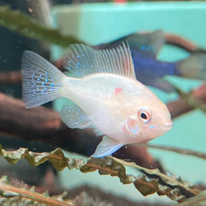 Gold German Ram - Mikrogeophagus Ramirezi