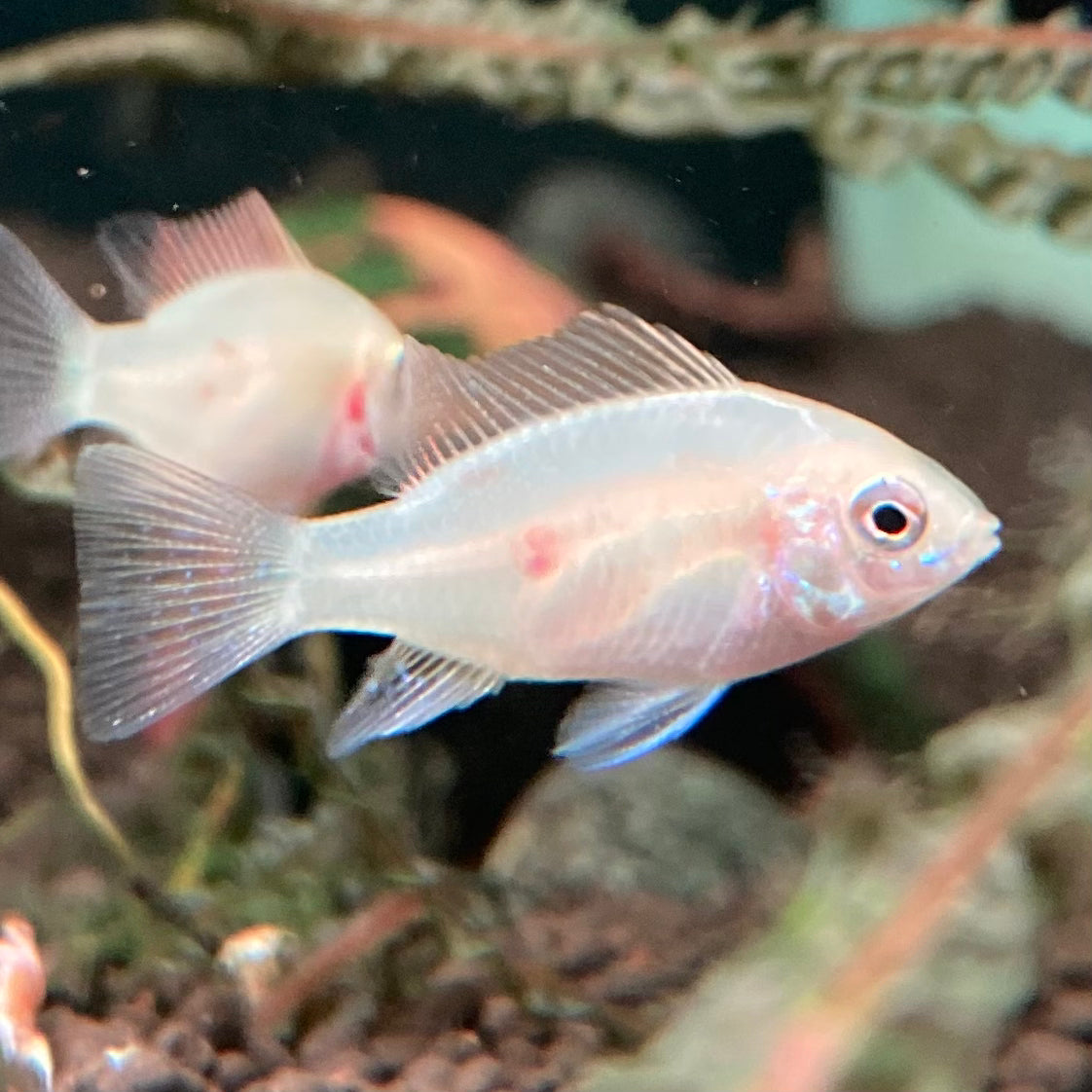 Gold German Ram - Mikrogeophagus Ramirezi