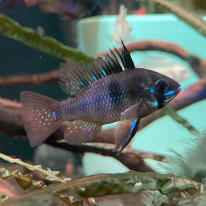 Black German Ram - Microgeophagus Ramirezi var