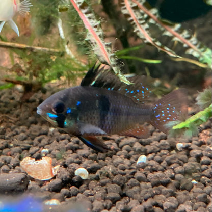 Black German Ram - Microgeophagus Ramirezi var