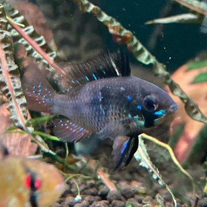 Black German Ram - Microgeophagus Ramirezi var