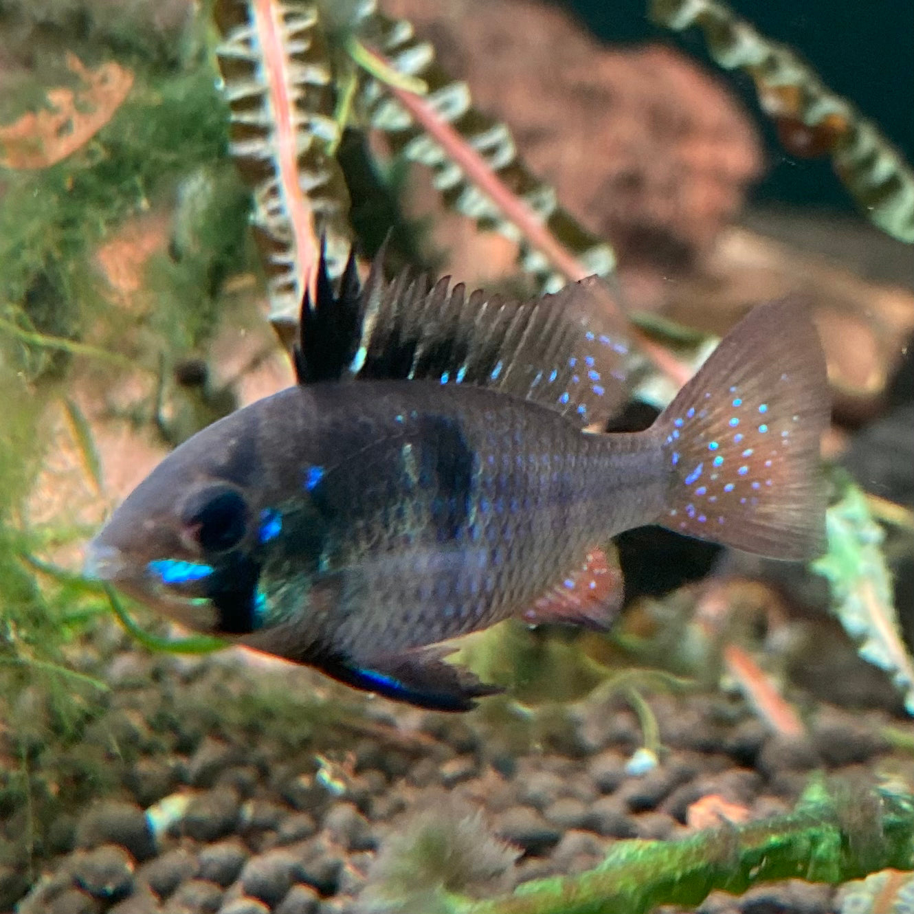Black German Ram - Microgeophagus Ramirezi var