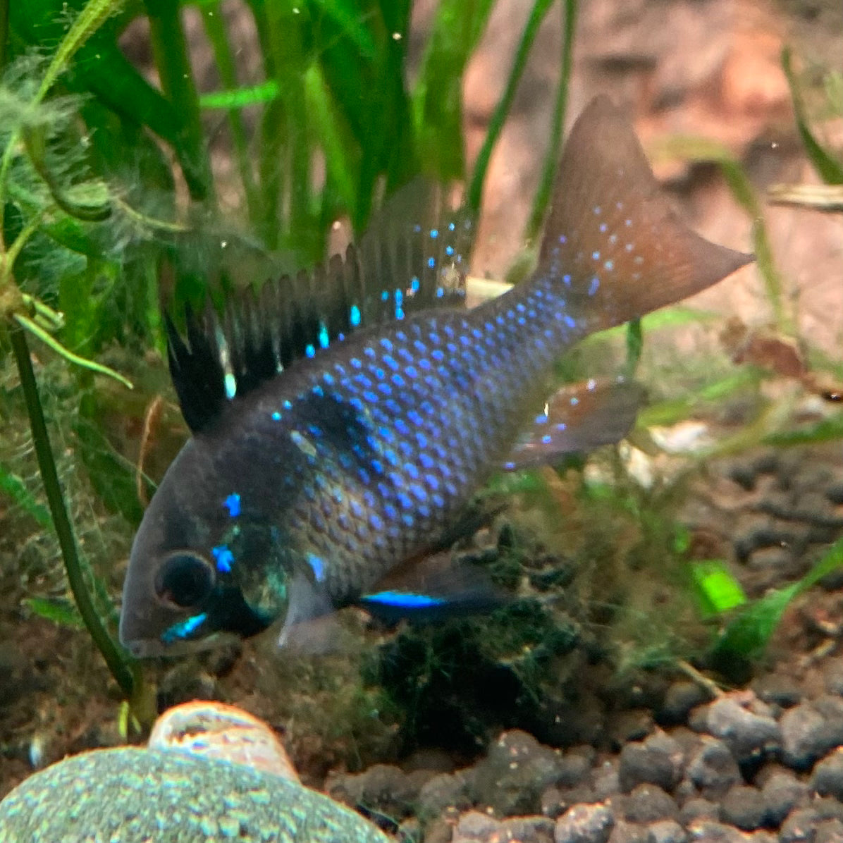 Black German Ram - Microgeophagus Ramirezi var