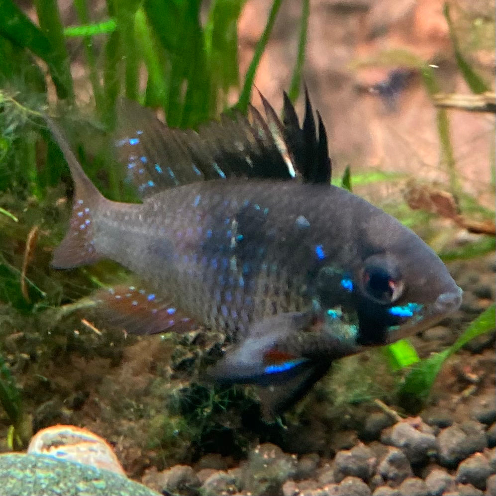 Black German Ram - Microgeophagus Ramirezi var