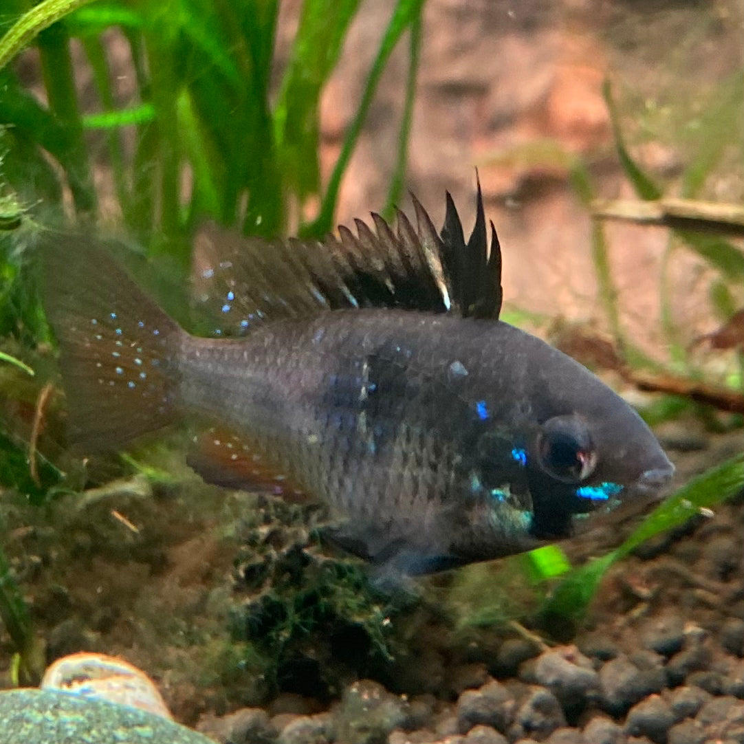 Black German Ram - Microgeophagus Ramirezi var