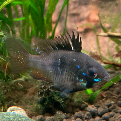 Black German Ram - Microgeophagus Ramirezi var