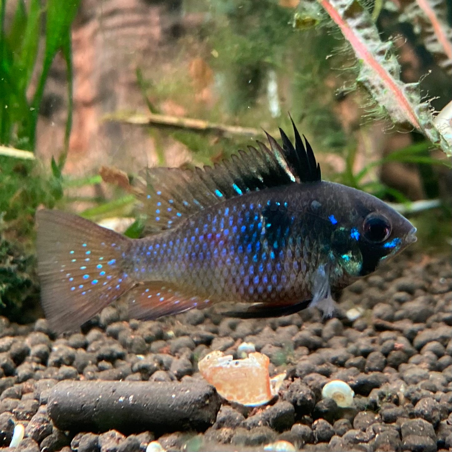 Black German Ram - Microgeophagus Ramirezi var