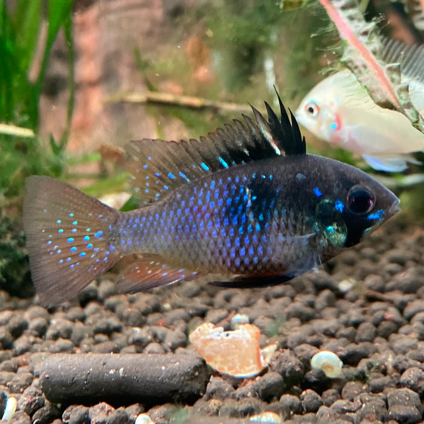Black German Ram - Microgeophagus Ramirezi var