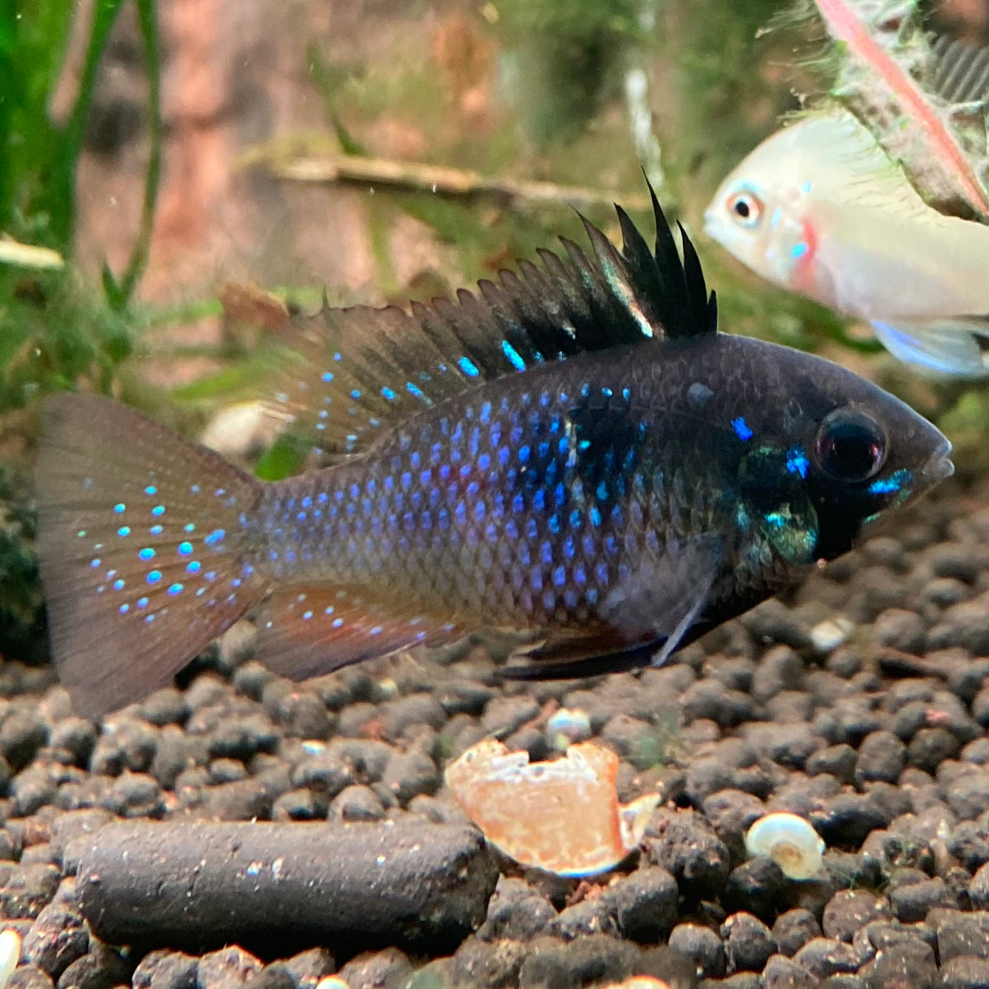 Black German Ram - Microgeophagus Ramirezi var