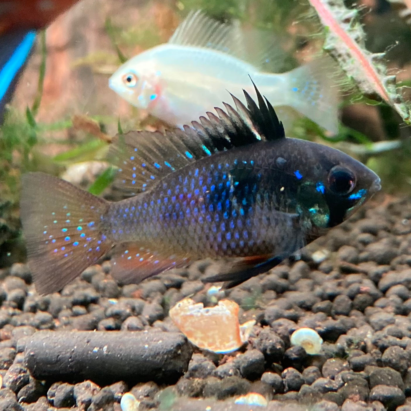 Black German Ram - Microgeophagus Ramirezi var