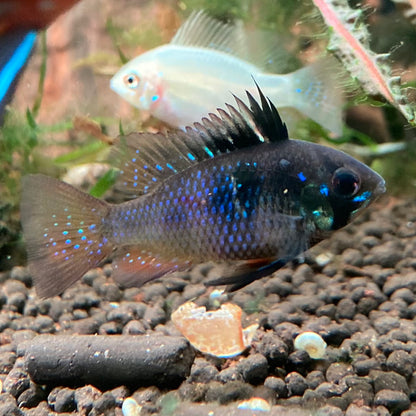 Black German Ram - Microgeophagus Ramirezi var